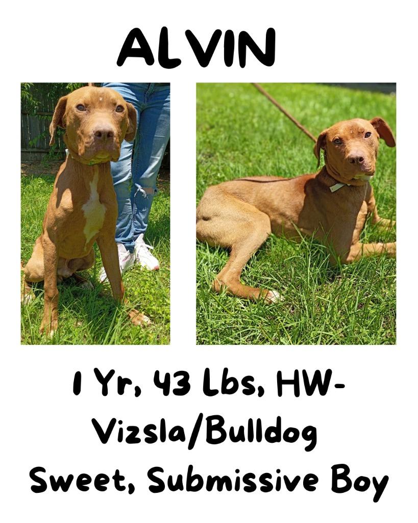 Alvin, Adoptable, Young Male Vizsla & American Bulldog.