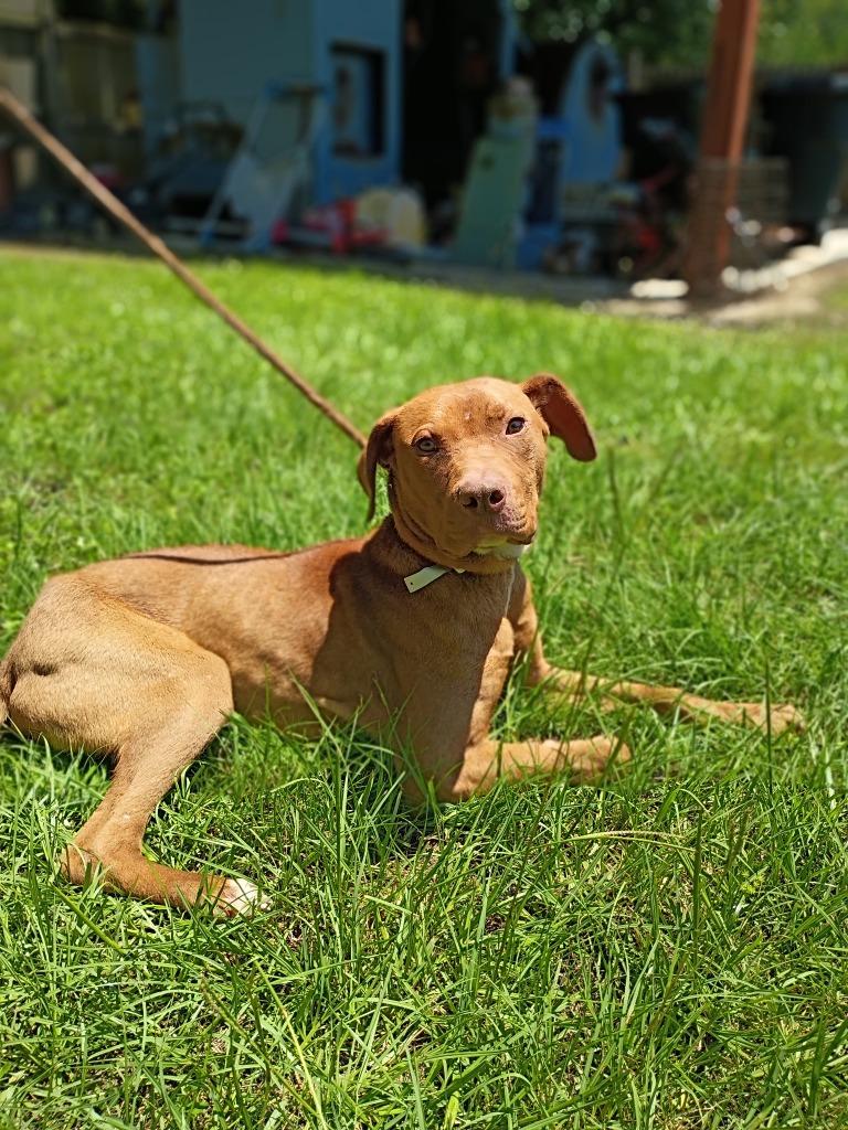 Enlarge Alvin, a Adoptable mixed breed in Albany, GA image 2/6