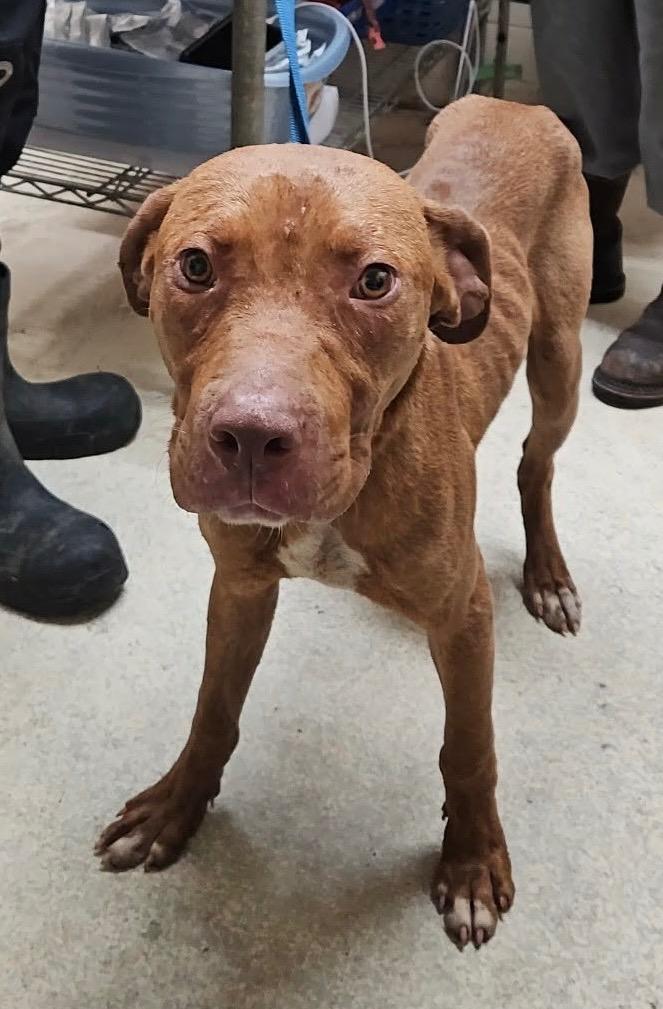 Enlarge Alvin, a Adoptable mixed breed in Albany, GA image 5/6