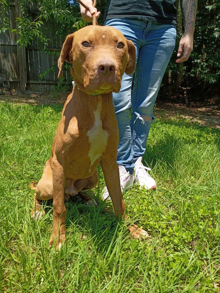 Enlarge Alvin, a Adoptable mixed breed in Albany, GA image 6/6