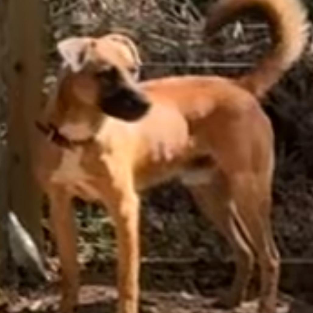 Duke, Adoptable, Young Male Belgian Shepherd / Malinois.