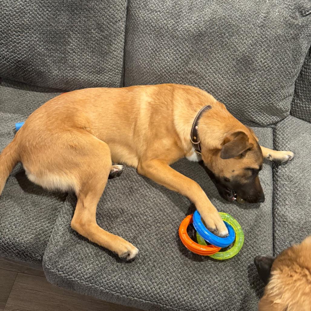 Enlarge Duke, a Adoptable Belgian Shepherd / Malinois in Birmingham, AL image 2/3