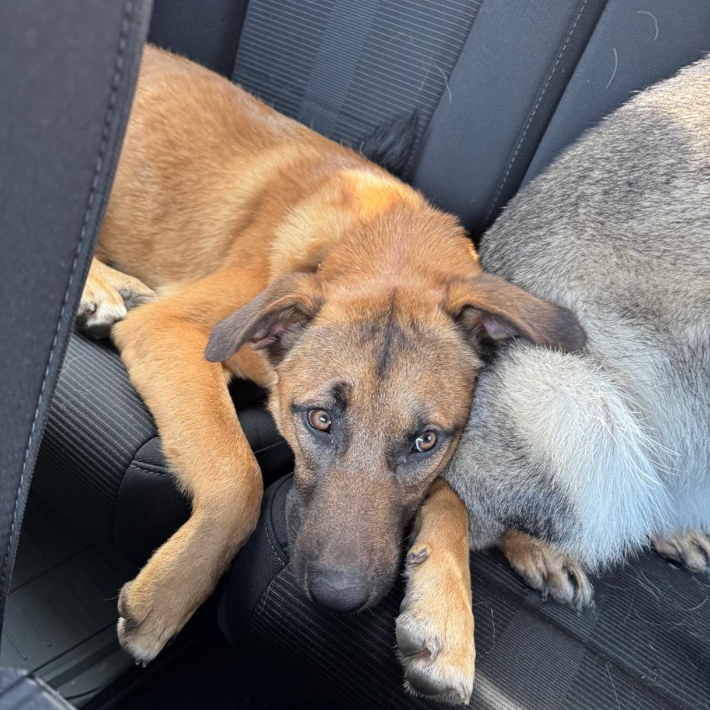 Enlarge Duke, a Adoptable Belgian Shepherd / Malinois in Birmingham, AL image 3/3