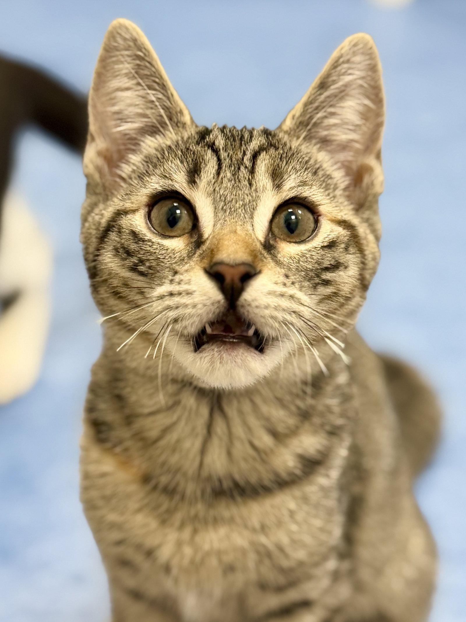 Agate, Adoptable, Kitten Female Domestic Short Hair.