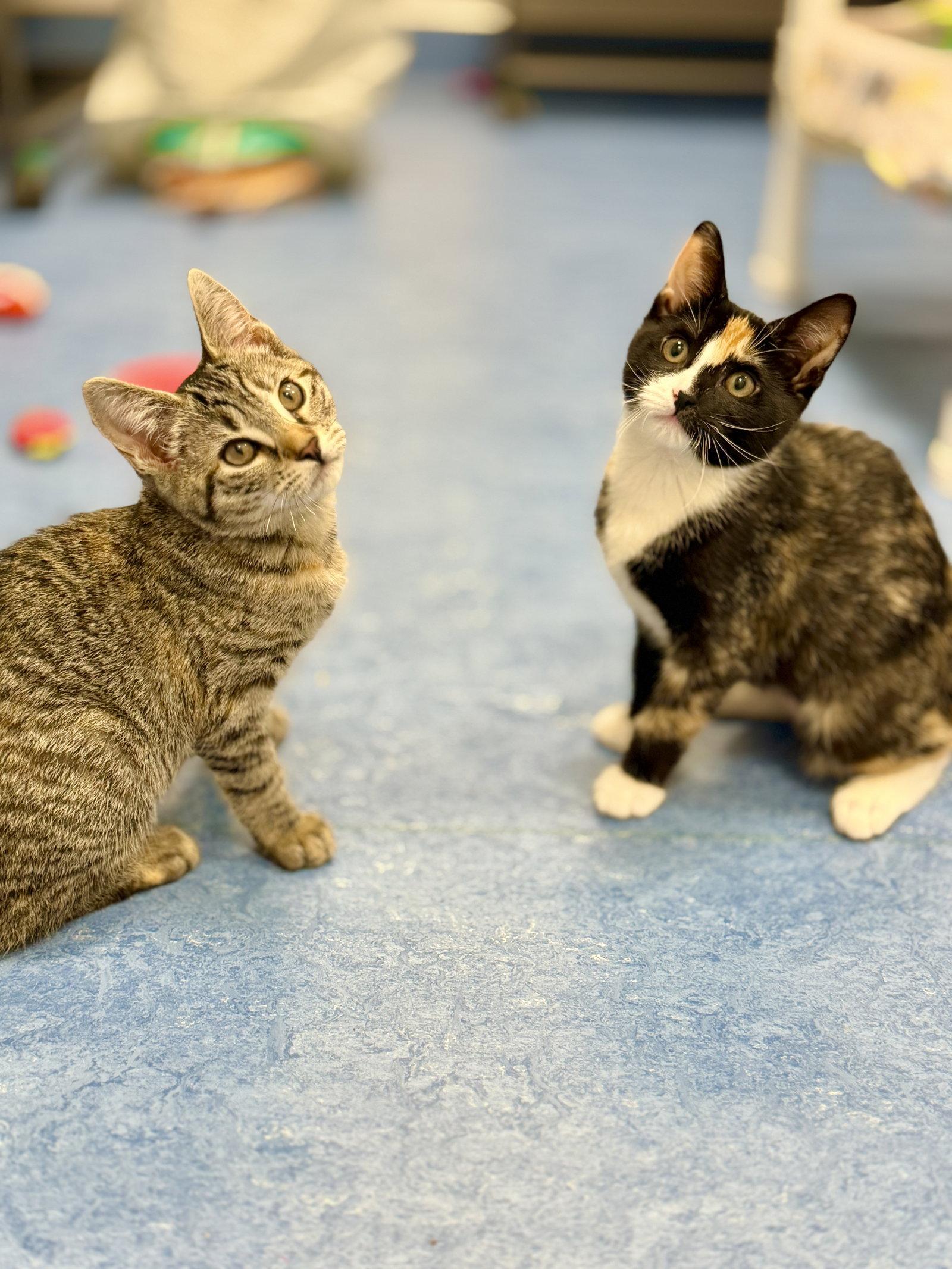 Agate, a Adoptable Domestic Short Hair in West Cornwall, CT image 2/3