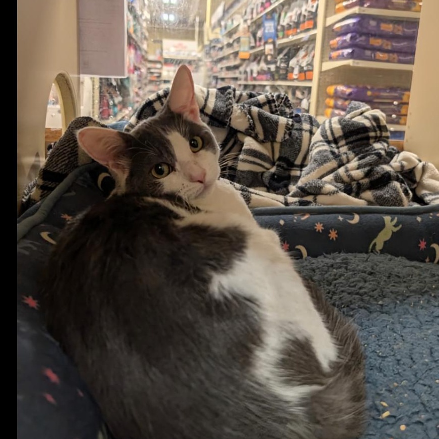 Enlarge Freya (Female Kitten) , a ADOPTABLE Domestic Short Hair in San Francisco, CA image 3/3