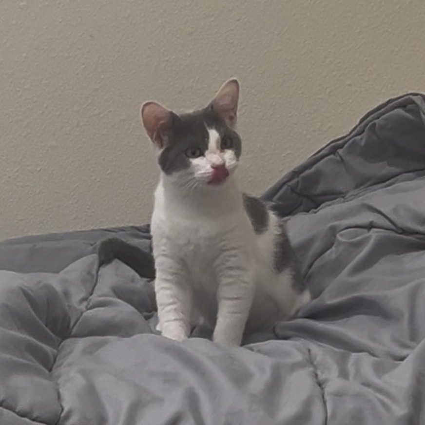 Enlarge Freya (Female Kitten) , a ADOPTABLE Domestic Short Hair in San Francisco, CA image 2/3