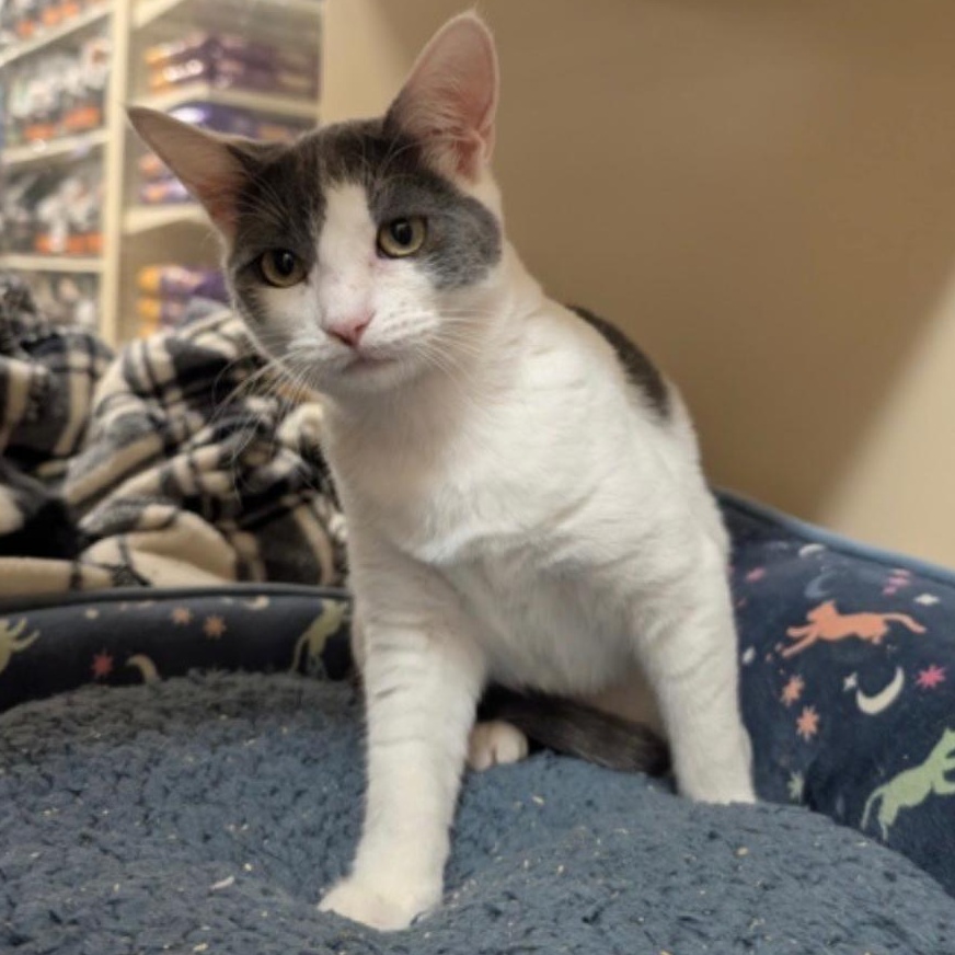 Freya (Female Kitten) , ADOPTABLE, Kitten Female Domestic Short Hair.