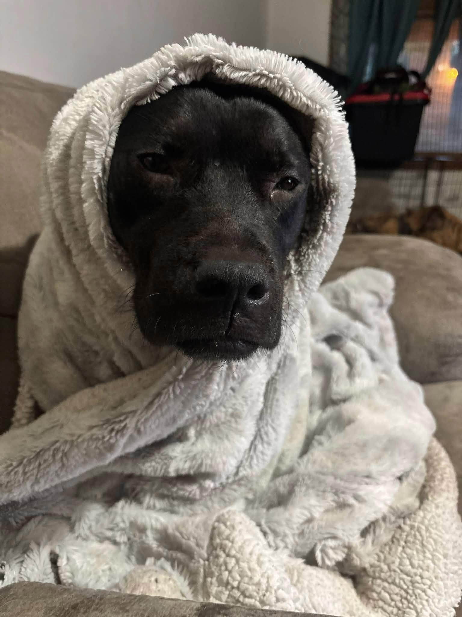 Luna, Adoptable, Adult Female Pit Bull Terrier.
