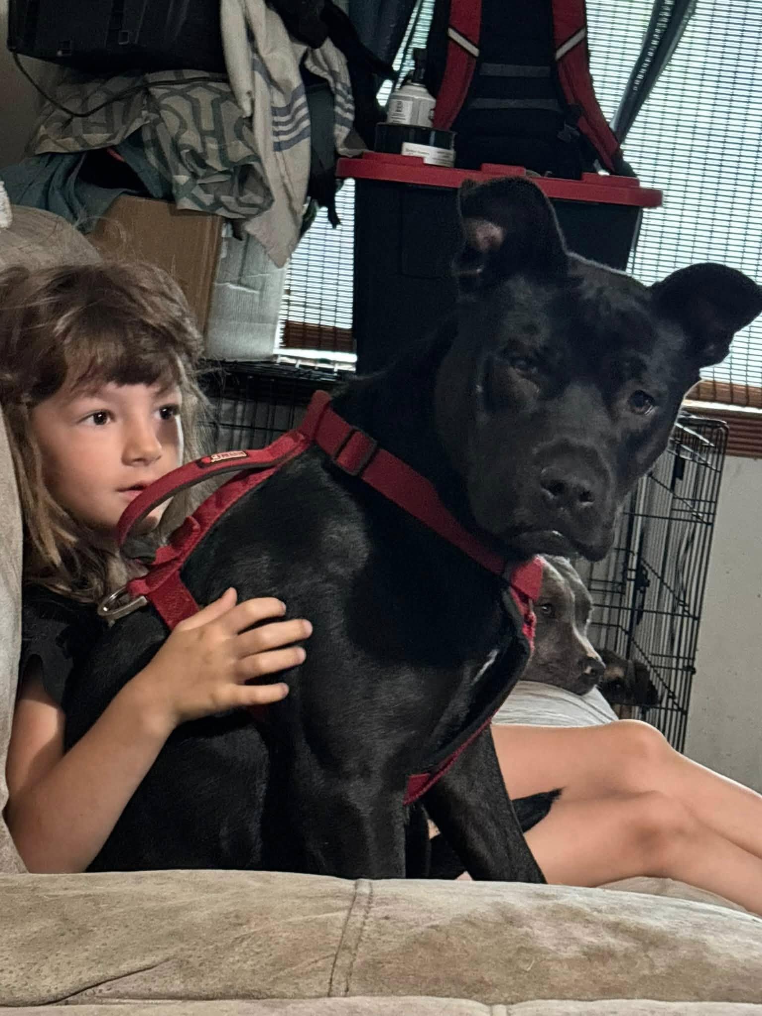 Enlarge Luna, a Adoptable mixed breed in OKLAHOMA CITY, OK image 3/3