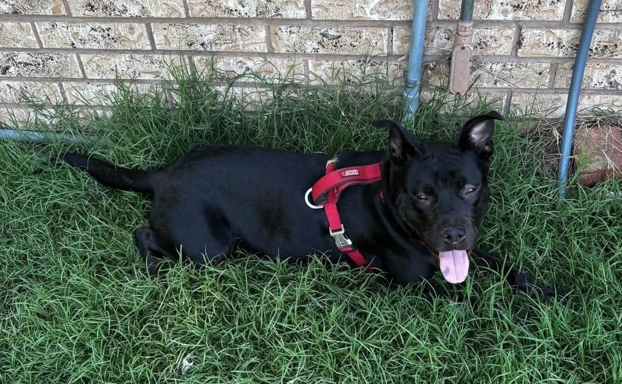 Enlarge Luna, a Adoptable mixed breed in OKLAHOMA CITY, OK image 2/3