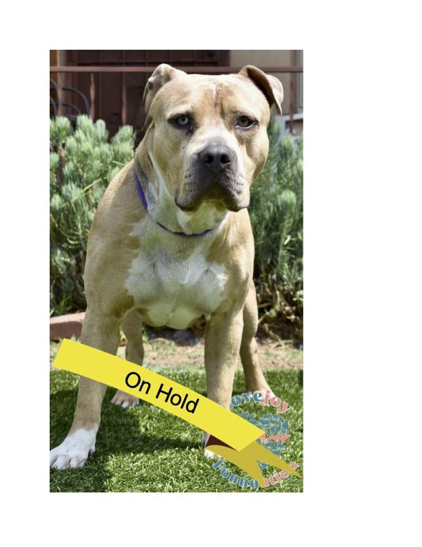 A dog with a yellow banner is with us but is on hold and not ready to be adopted yet