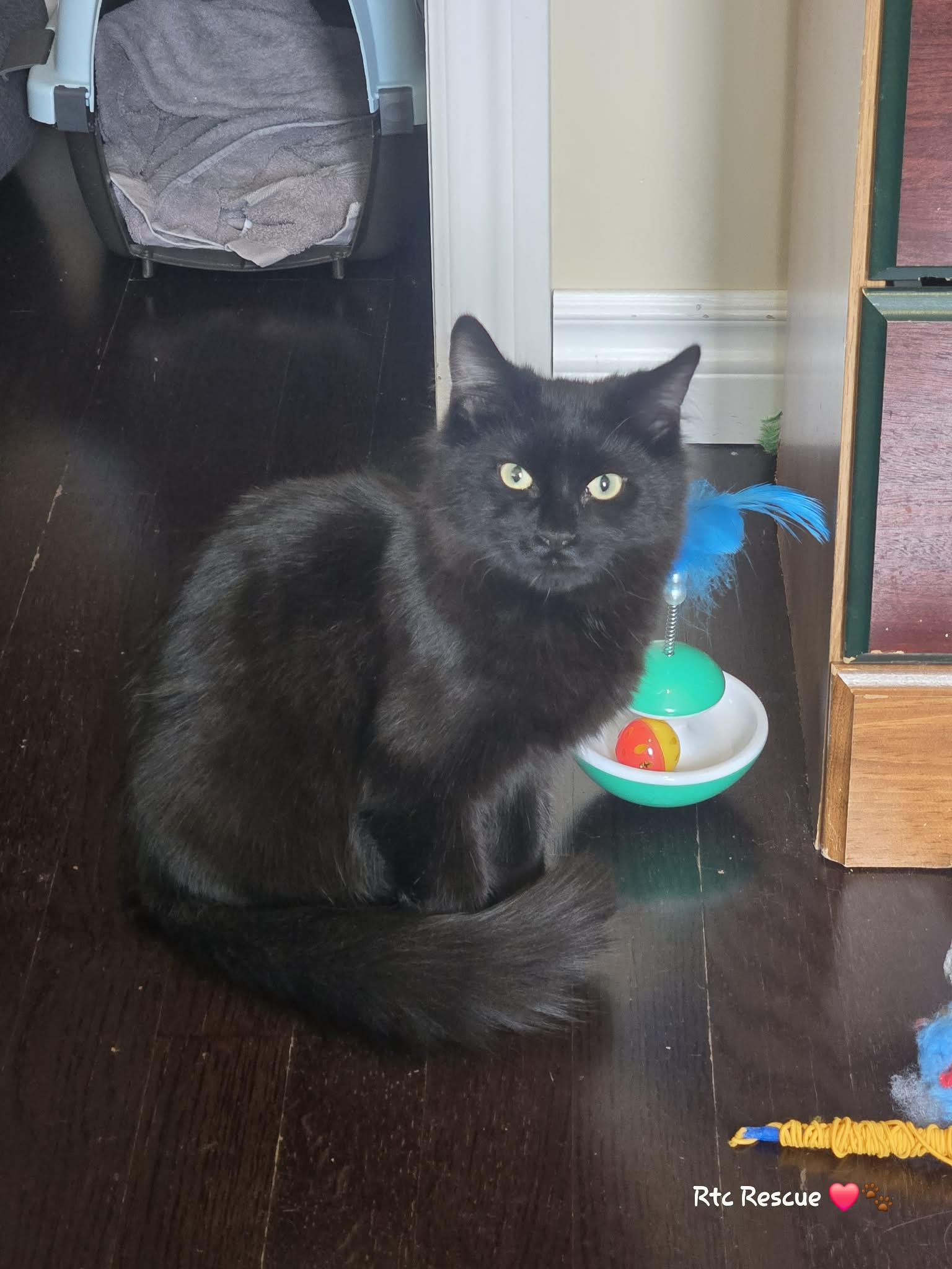 Bam Bam, Adoptable, Kitten Male Domestic Medium Hair.