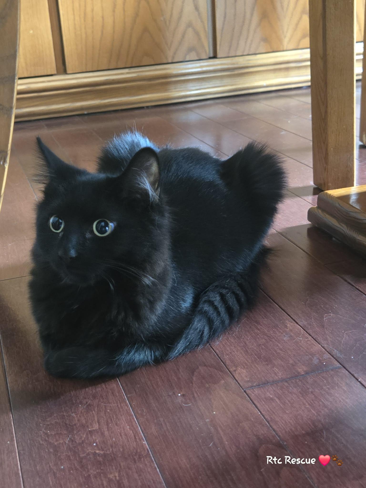 Enlarge Bam Bam, a Adoptable Domestic Medium Hair in Shakespeare, ON image 3/6