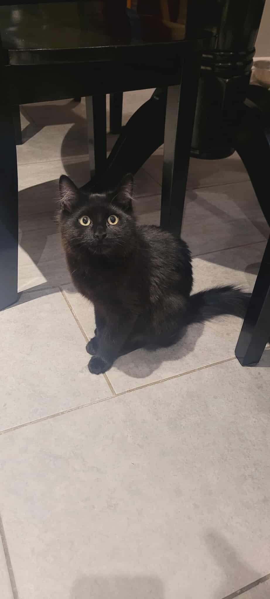 Enlarge Bam Bam, a Adoptable Domestic Medium Hair in Shakespeare, ON image 6/6