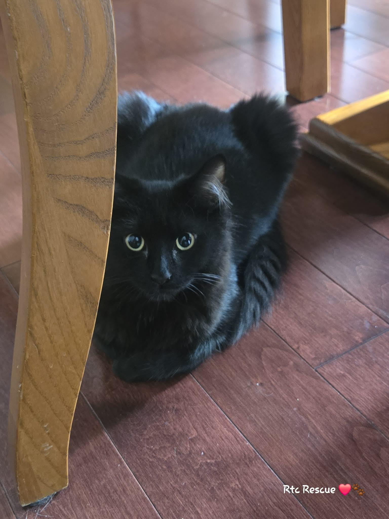 Enlarge Bam Bam, a Adoptable Domestic Medium Hair in Shakespeare, ON image 4/6