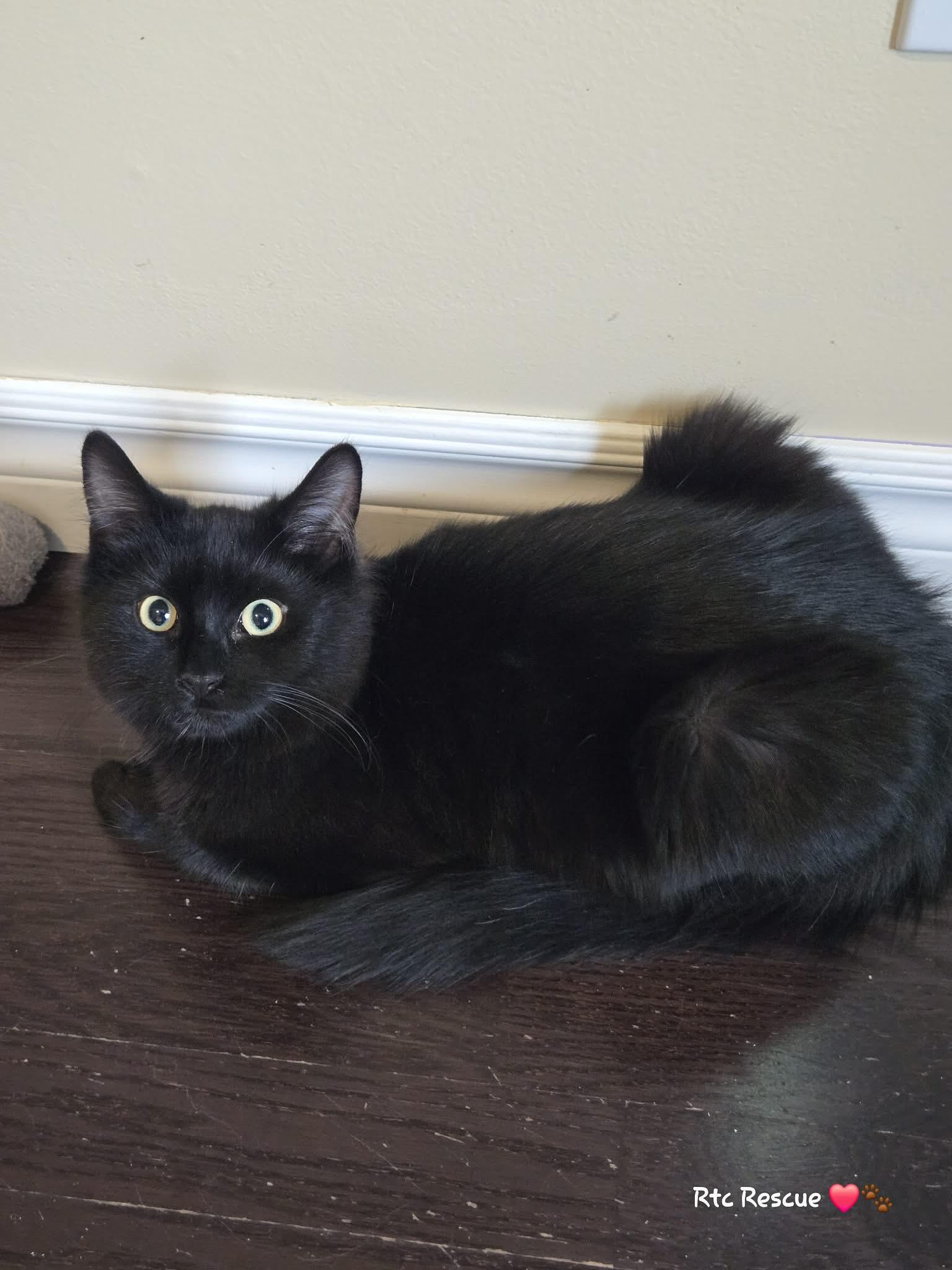 Enlarge Bam Bam, a Adoptable Domestic Medium Hair in Shakespeare, ON image 5/6