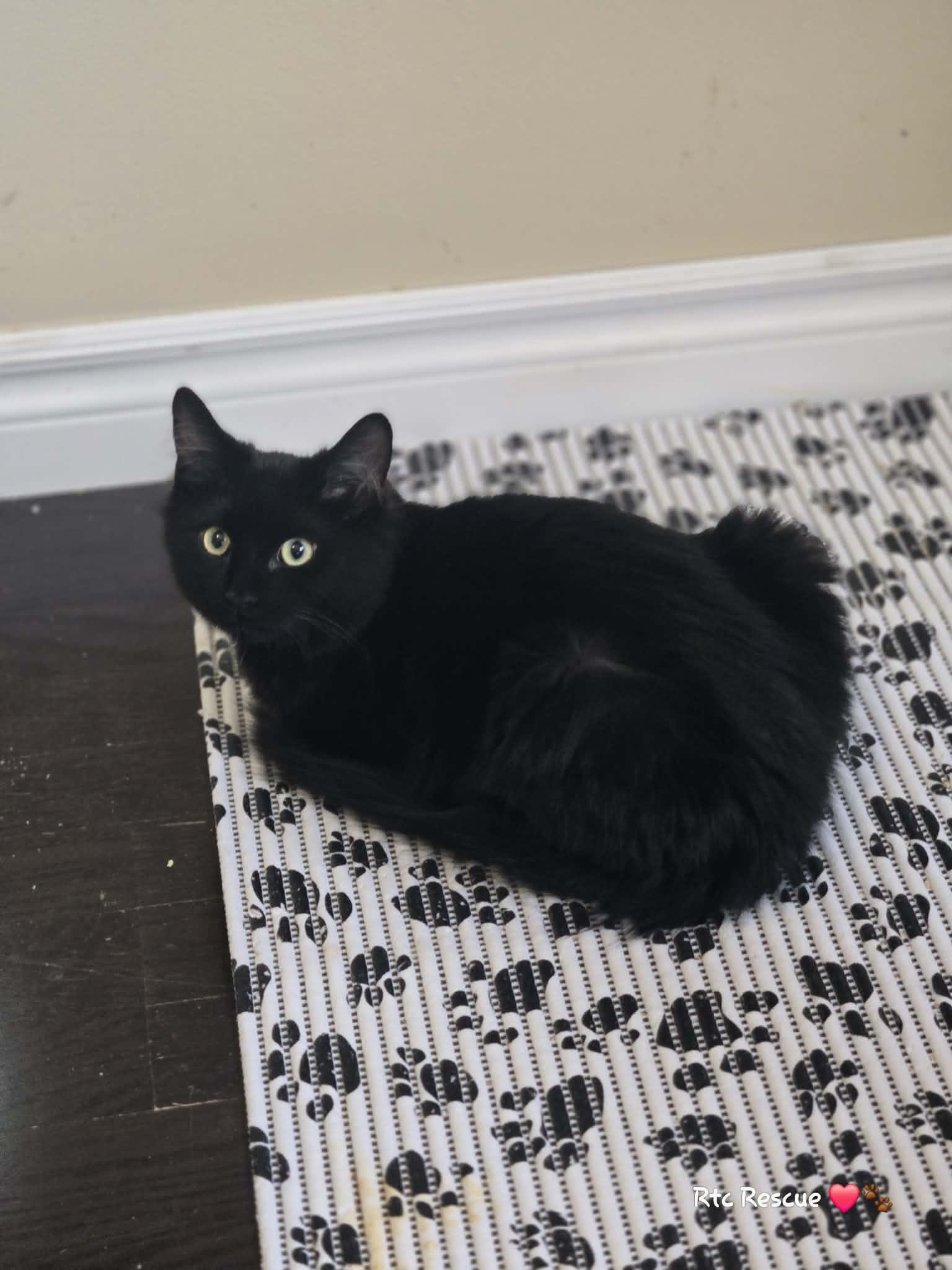 Enlarge Bam Bam, a Adoptable Domestic Medium Hair in Shakespeare, ON image 2/6