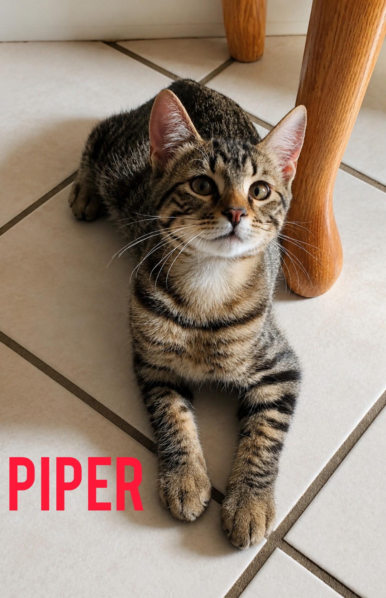 Piper, ADOPTABLE, Kitten • Male, American Bobtail & Manx.