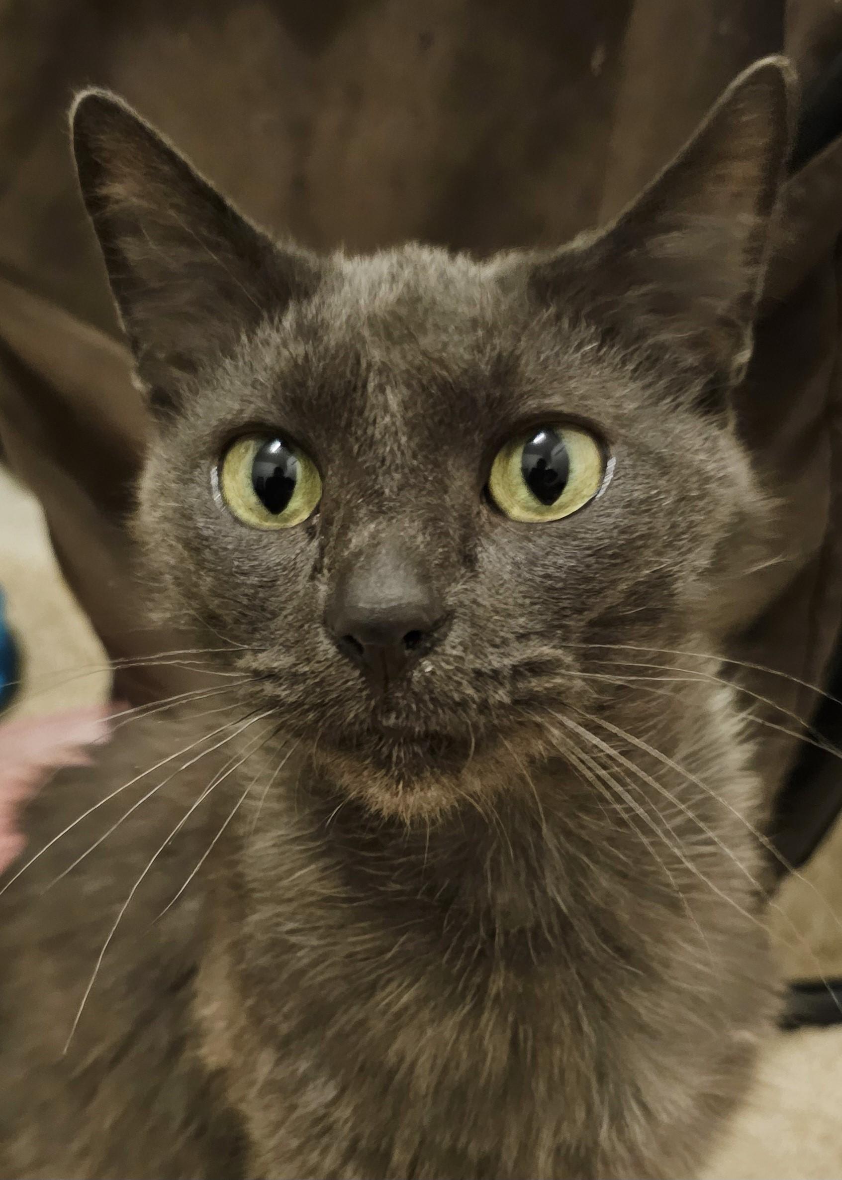 Rhoda Super Sweet photo 1