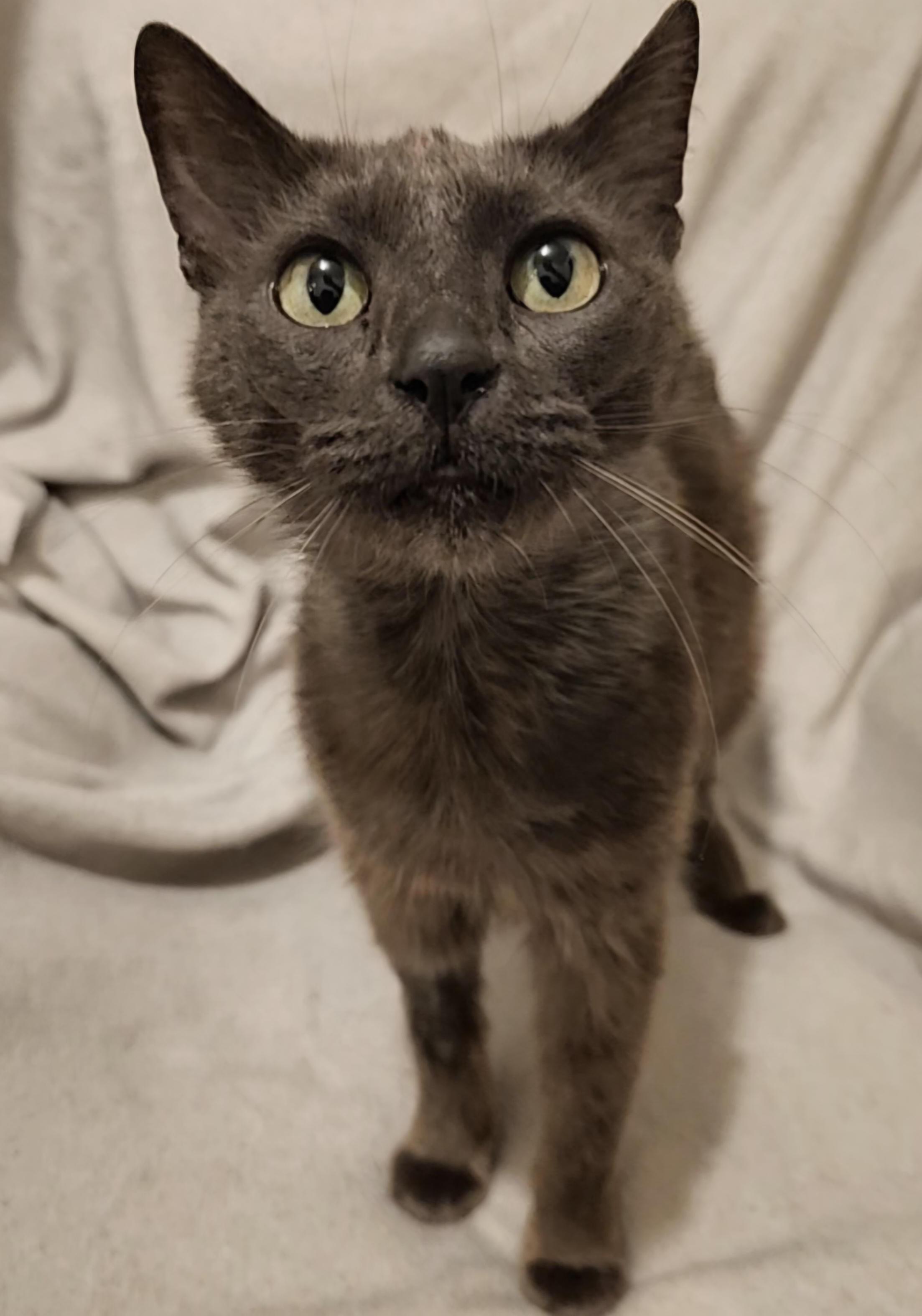 Rhoda - Left Injured on the Road