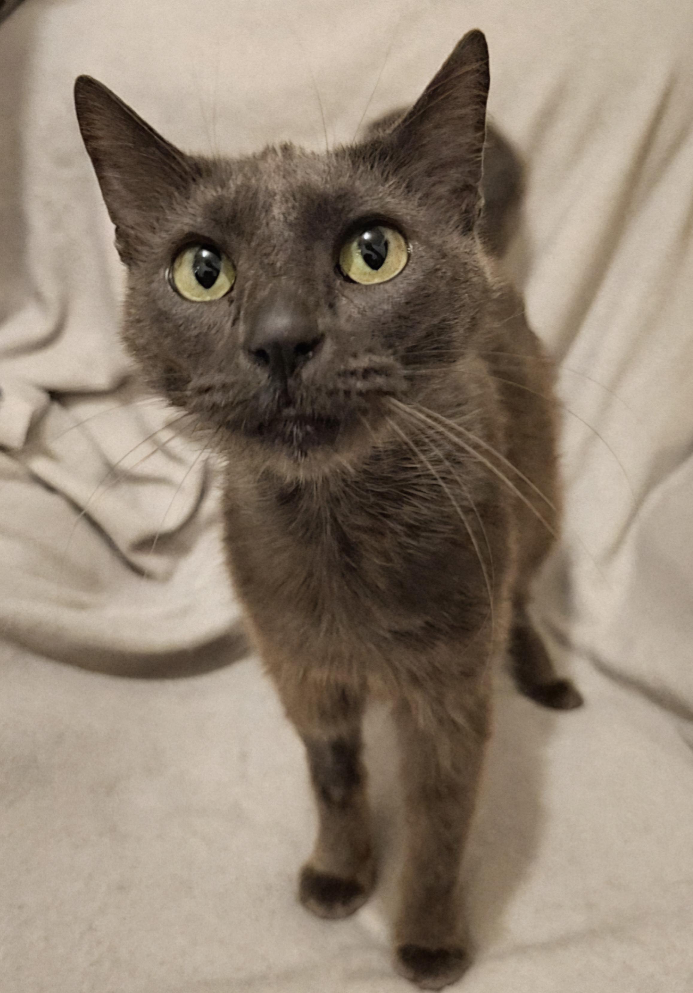 Rhoda - Left Injured on the Road