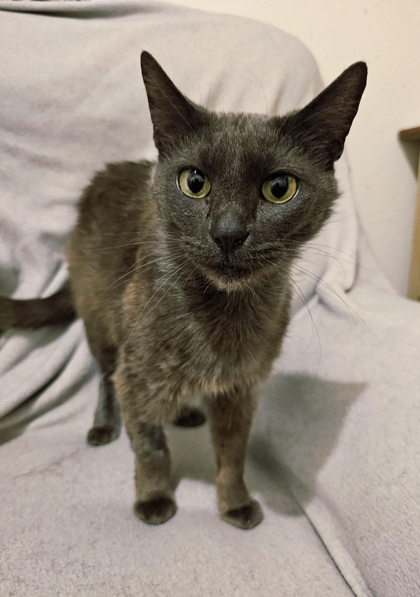 Rhoda - Left Injured on the Road