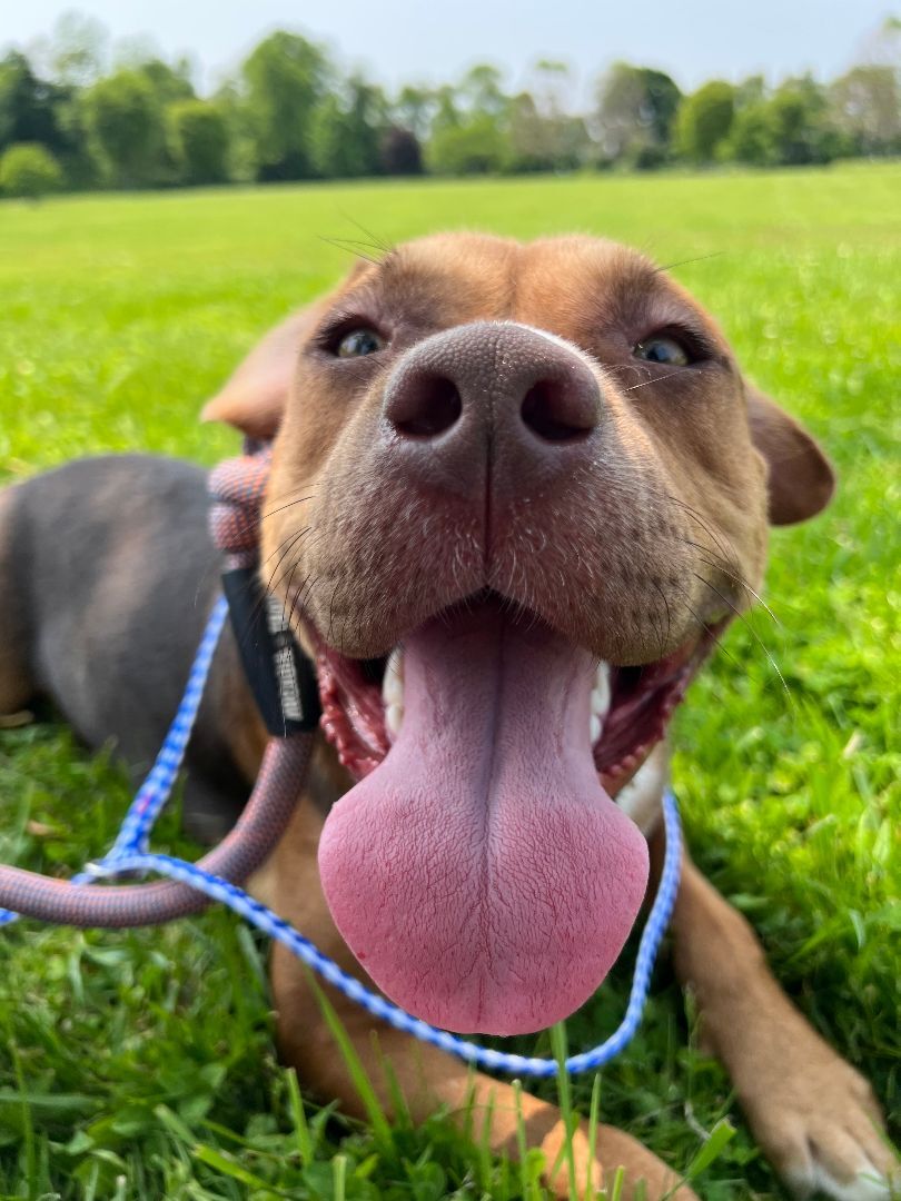 Enlarge Jacob, a Adoptable mixed breed in Lambertville, NJ image 14/15