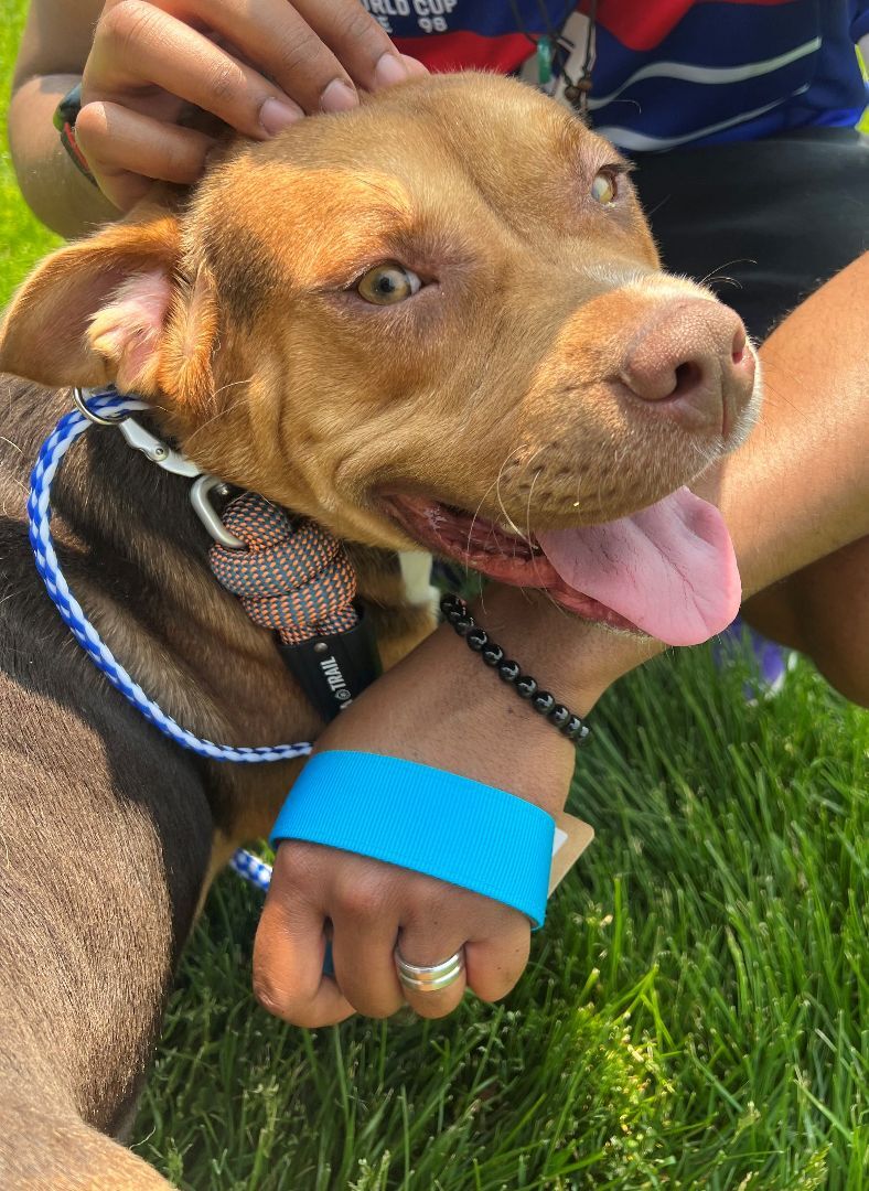 Enlarge Jacob, a Adoptable mixed breed in Lambertville, NJ image 15/15