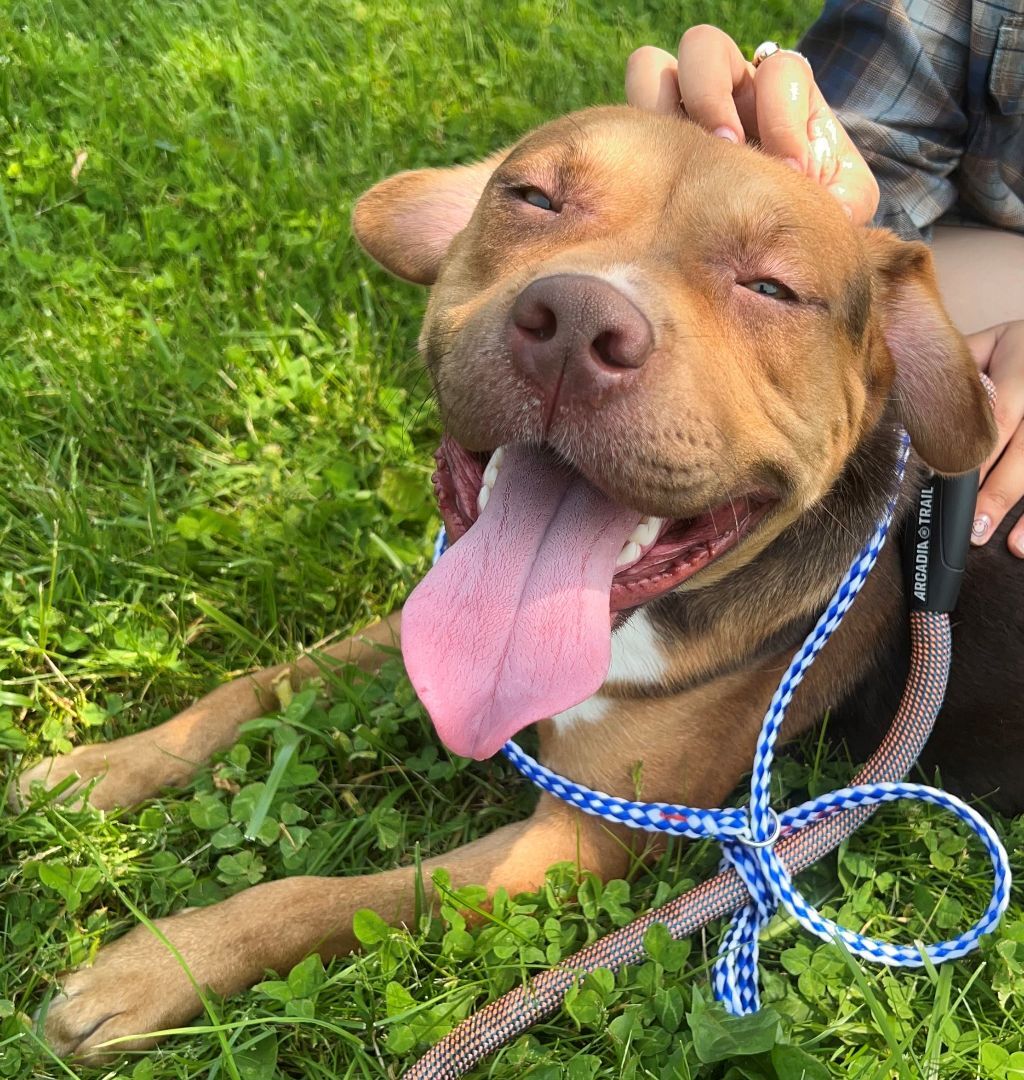 Enlarge Jacob, a Adoptable mixed breed in Lambertville, NJ image 13/15