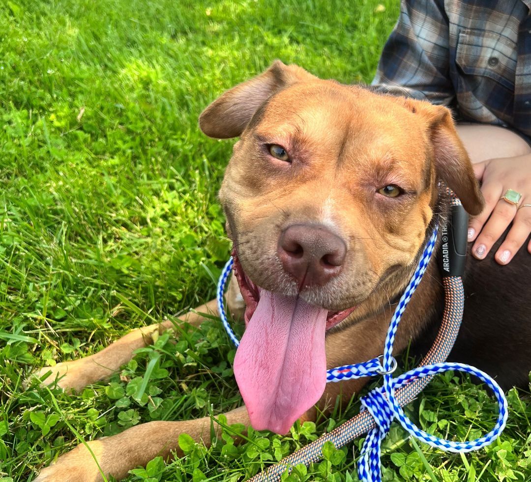 Enlarge Jacob, a Adoptable mixed breed in Lambertville, NJ image 12/15