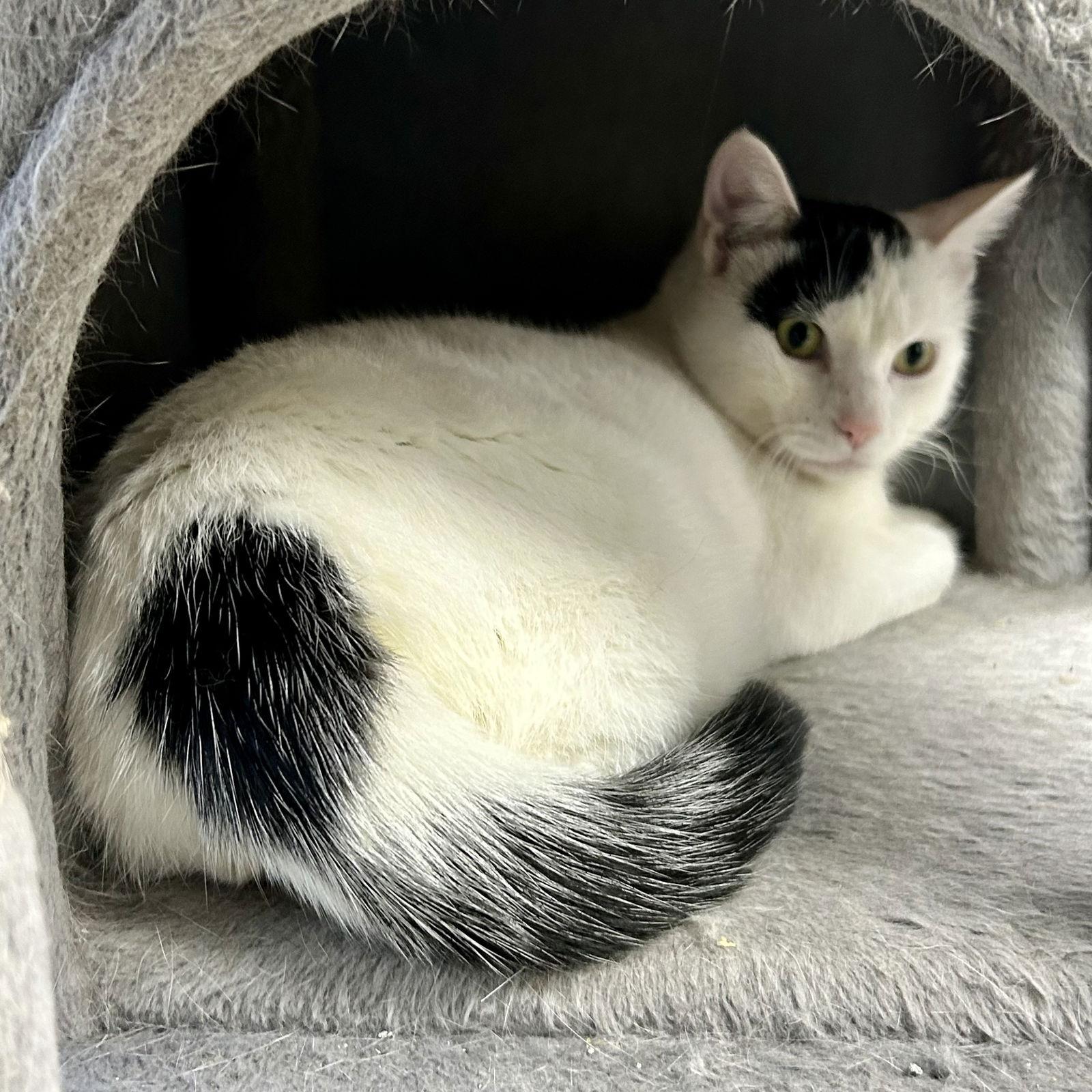 Enlarge Mittens 2025, a Adoptable Domestic Short Hair in Norwood, OH image 1/3