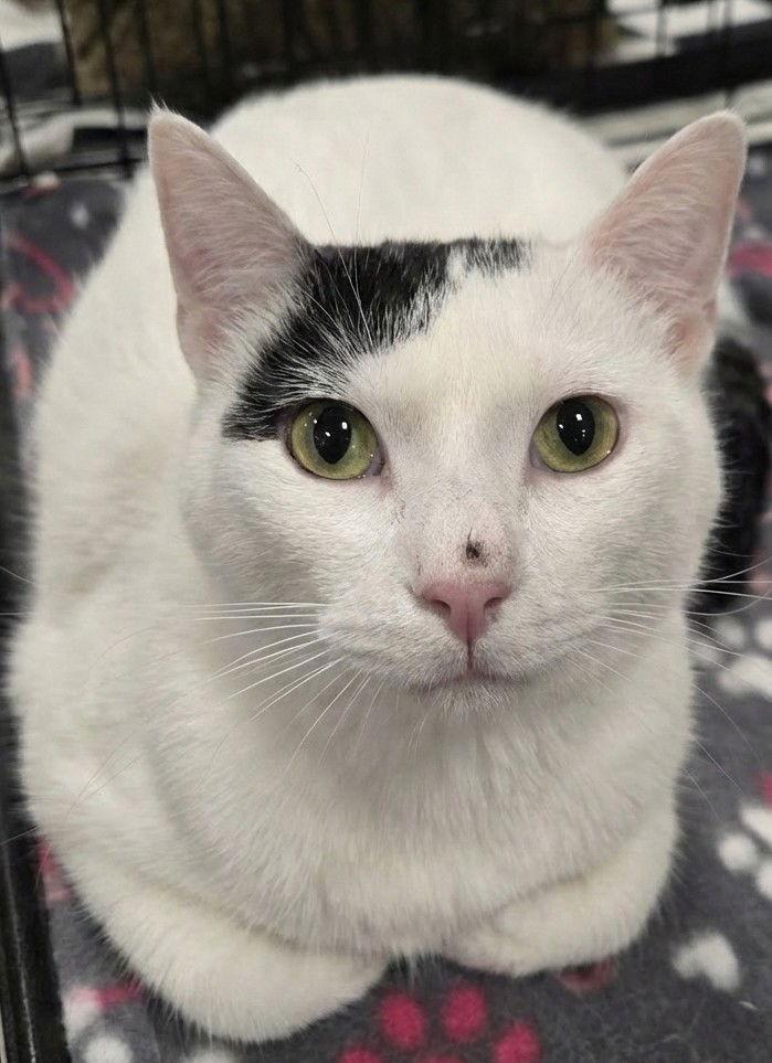 Mittens 2025, a Adoptable mixed breed in Norwood, OH image 2/3