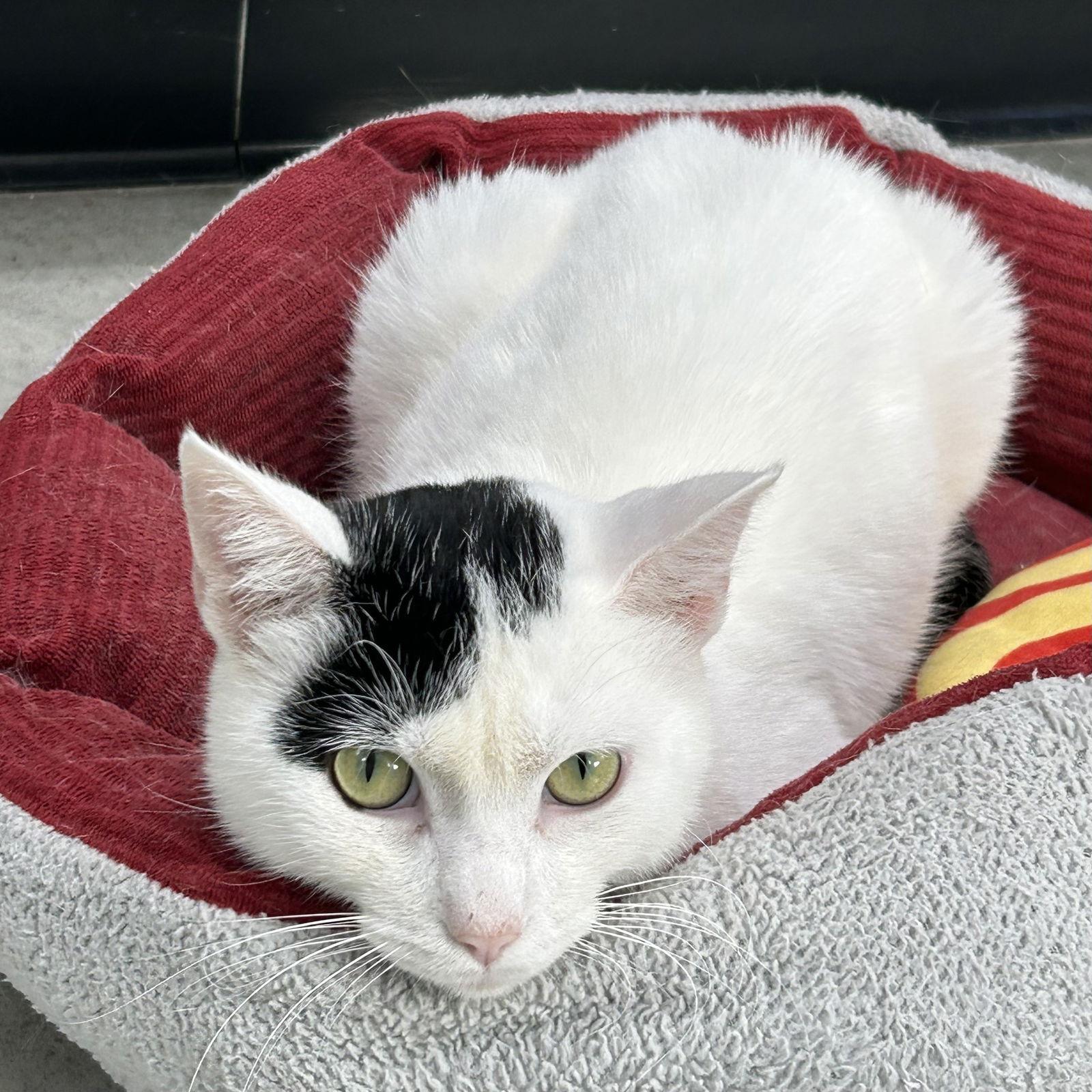 Enlarge Mittens 2025, a Adoptable Domestic Short Hair in Norwood, OH image 2/3