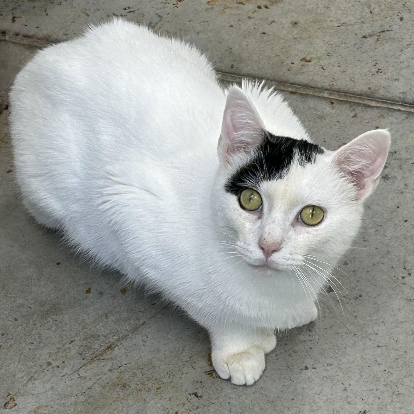 Enlarge Mittens 2025, a Adoptable Domestic Short Hair in Norwood, OH image 3/3