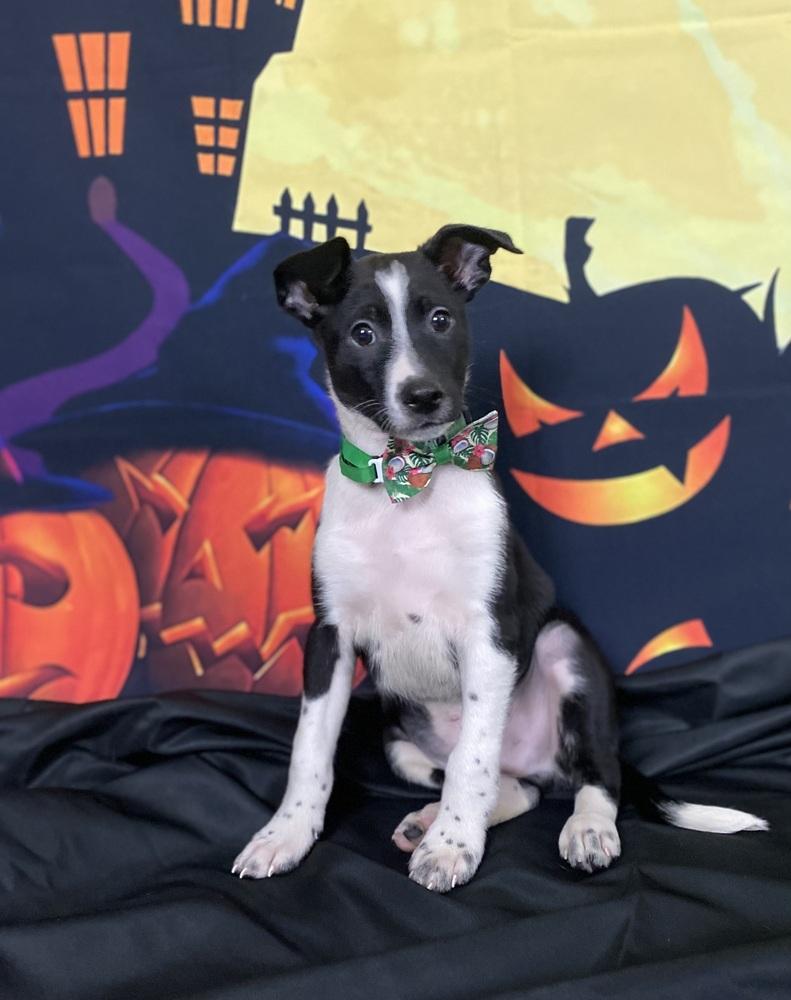 Enlarge Thumper, a Adoptable mixed breed in Mundelein, IL image 1/6