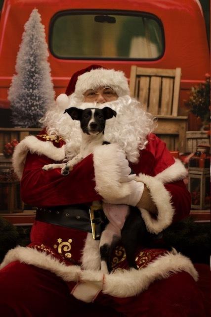 Enlarge Thumper, a Adoptable mixed breed in Mundelein, IL image 2/6