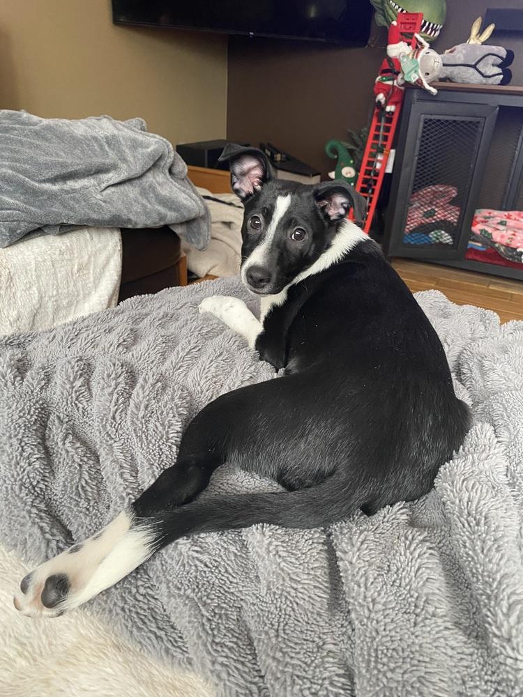 Enlarge Thumper, a Adoptable mixed breed in Mundelein, IL image 3/6