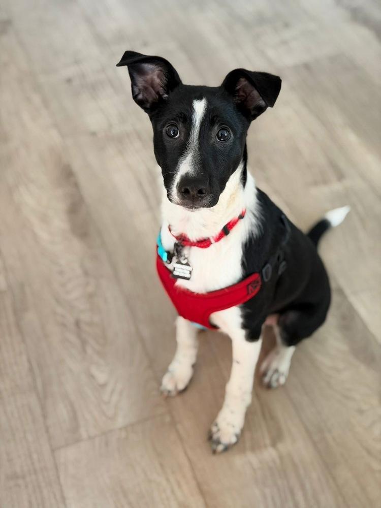 Enlarge Thumper, a Adoptable mixed breed in Mundelein, IL image 3/6