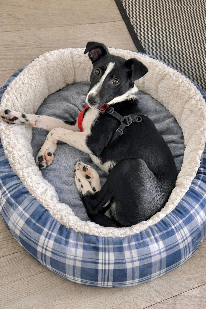 Enlarge Thumper, a Adoptable mixed breed in Mundelein, IL image 4/6