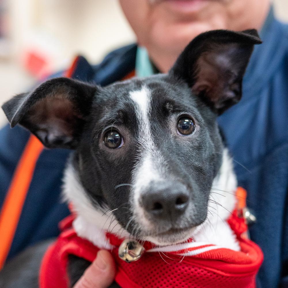 Enlarge Thumper, a Adoptable mixed breed in Mundelein, IL image 4/6