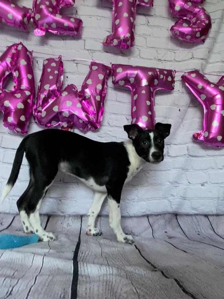 Enlarge Thumper, a Adoptable mixed breed in Mundelein, IL image 5/6