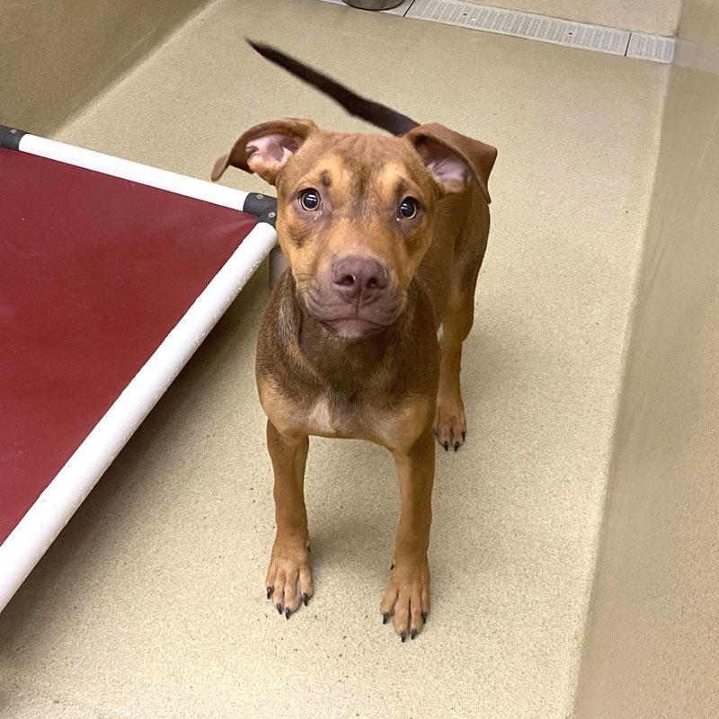 Peanut #21532, ADOPTABLE, Young Male Mixed Breed.