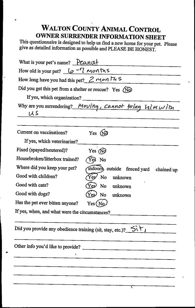 Enlarge Peanut #21532, an adopted Mixed Breed in Monroe, GA image 2/3