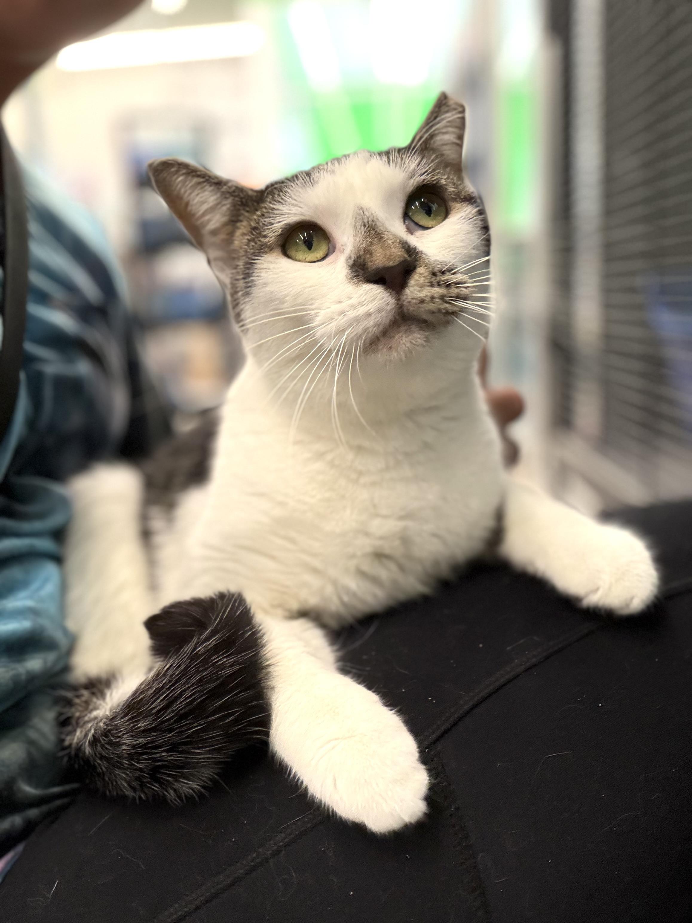 Enlarge Carly, a ADOPTABLE Domestic Short Hair in Solon, OH image 3/6