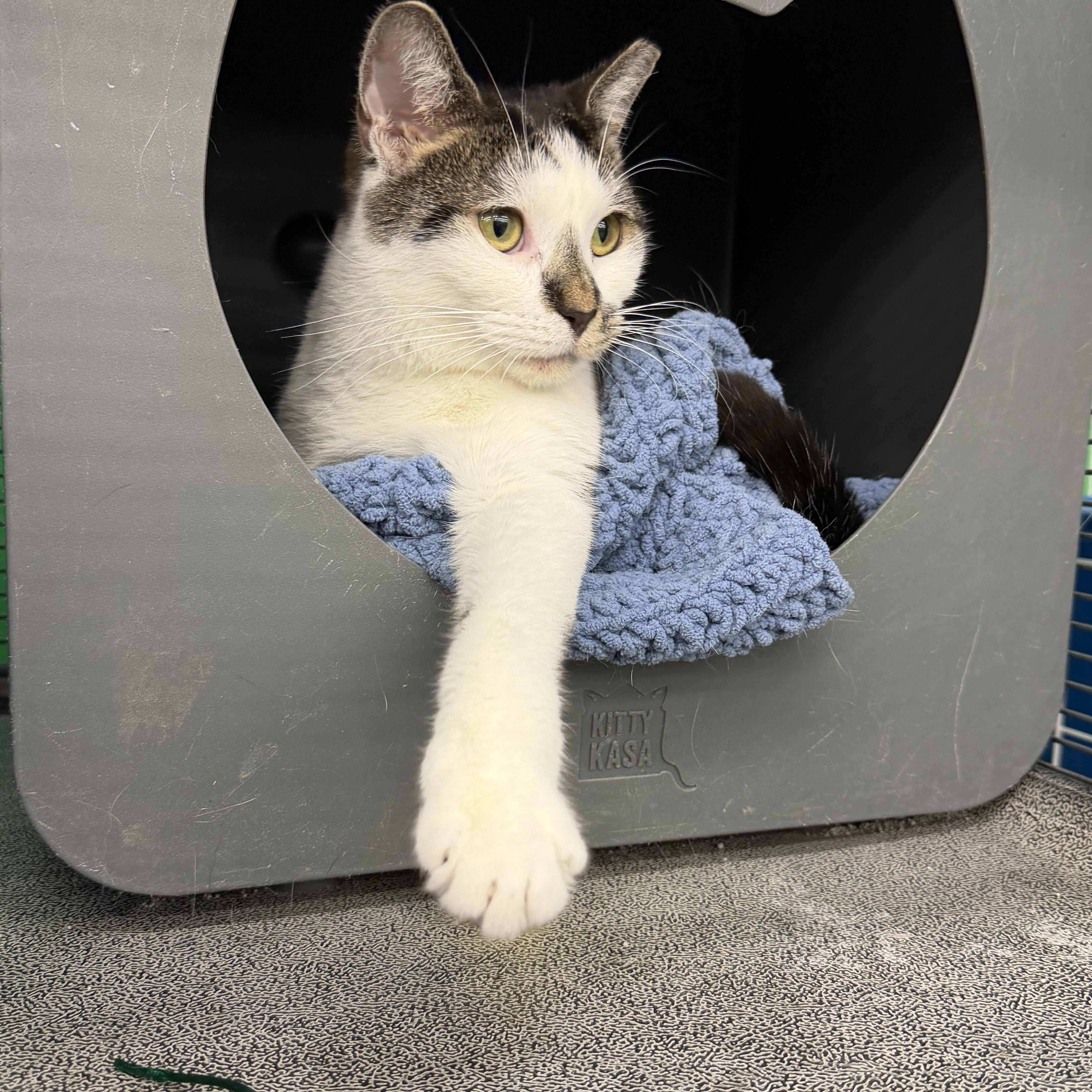 Enlarge Carly, a ADOPTABLE Domestic Short Hair in Solon, OH image 6/6