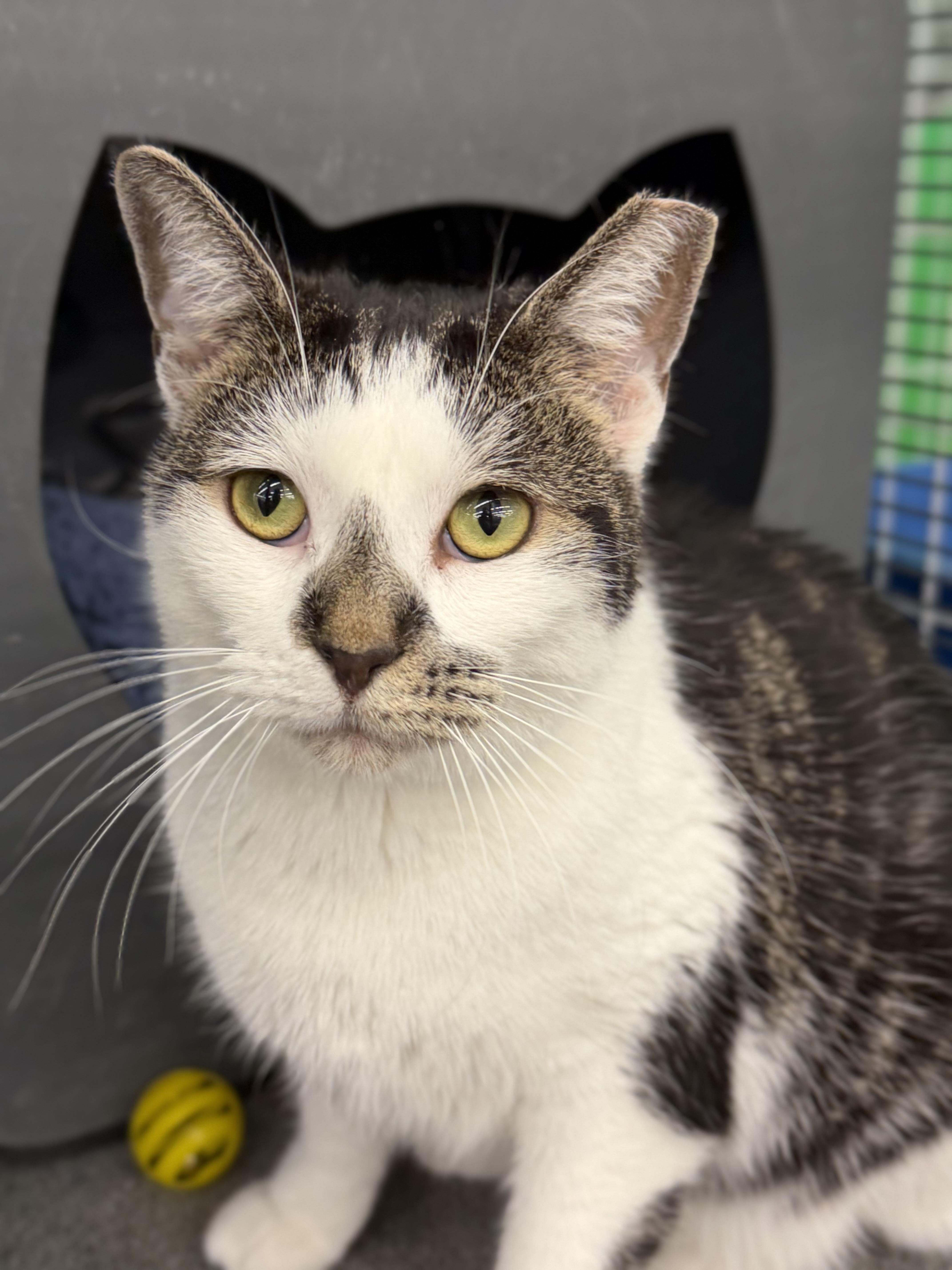 Enlarge Carly, a ADOPTABLE Domestic Short Hair in Solon, OH image 1/6