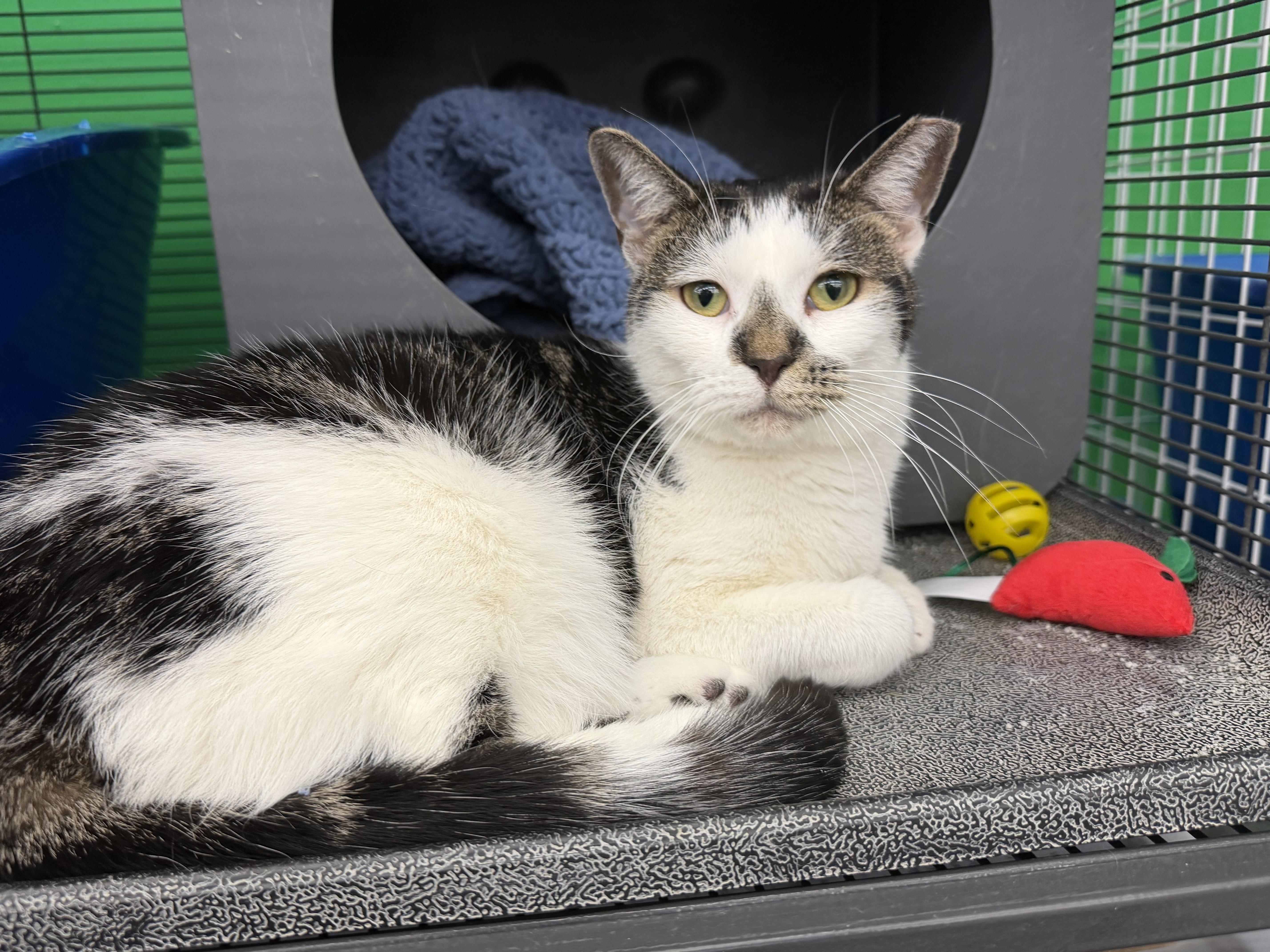 Enlarge Carly, a ADOPTABLE Domestic Short Hair in Solon, OH image 4/6