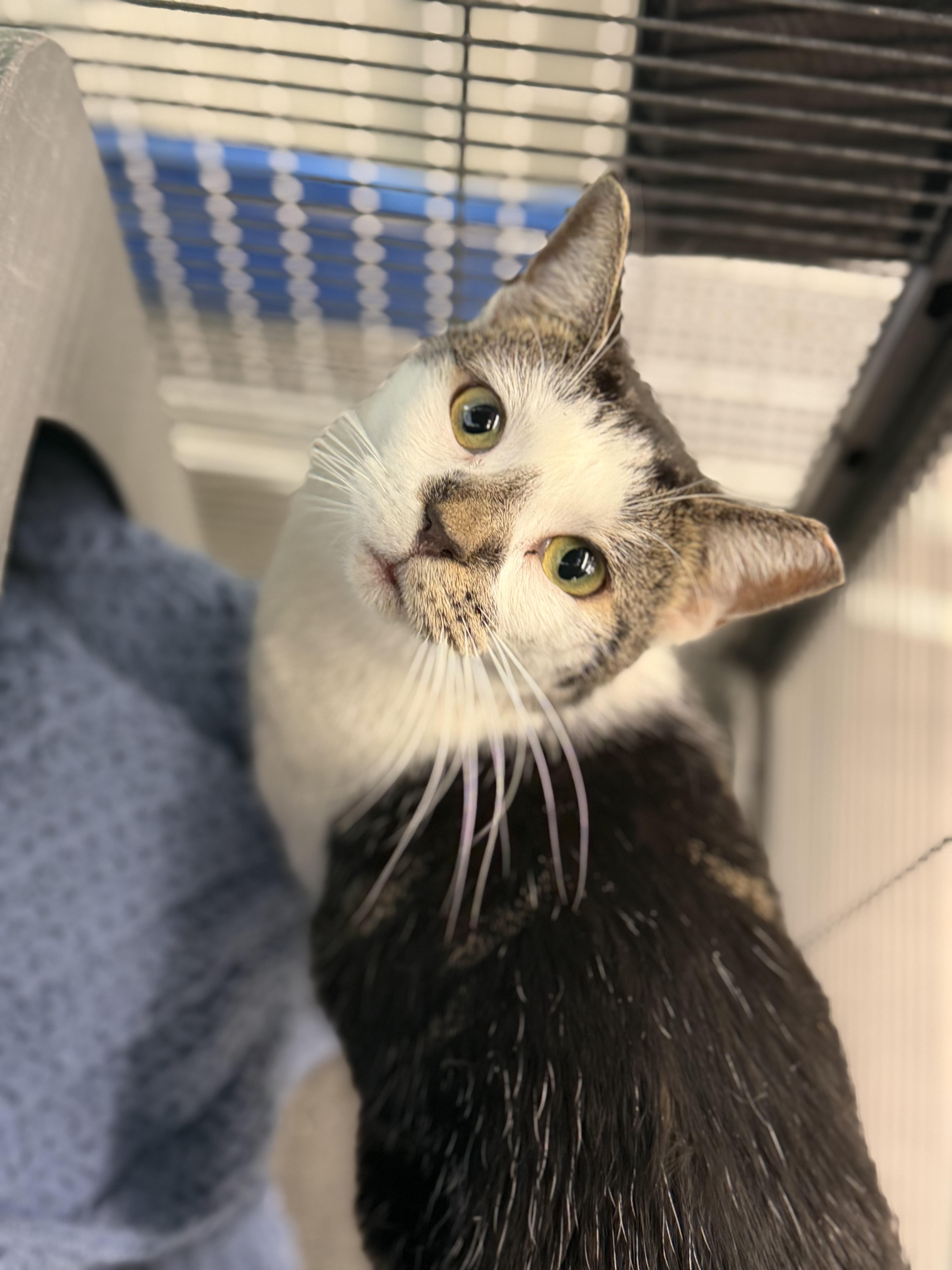 Carly, ADOPTABLE, Adult Female Domestic Short Hair.