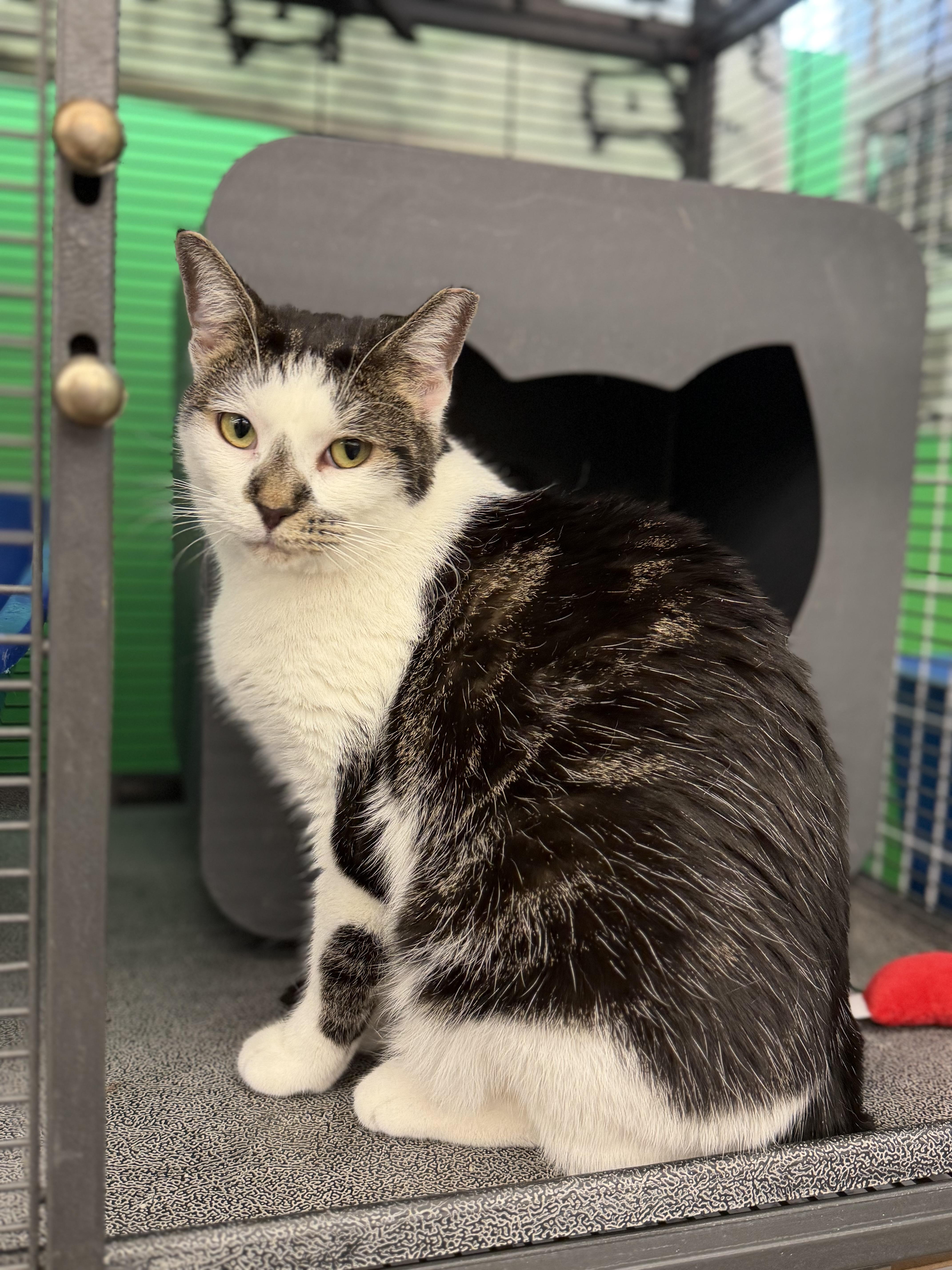 Enlarge Carly, a ADOPTABLE Domestic Short Hair in Solon, OH image 5/6